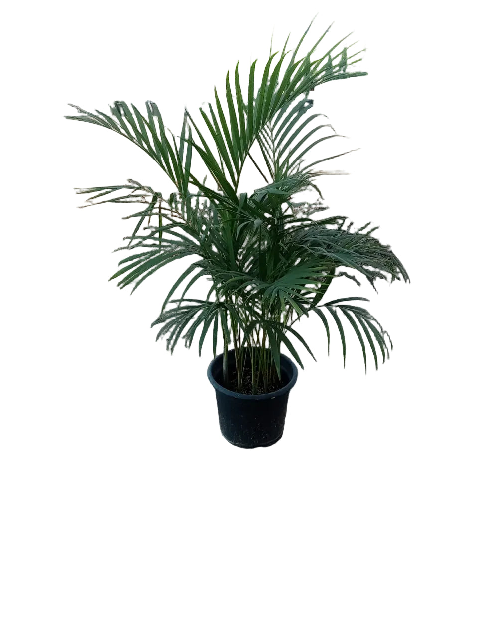 Areca palm