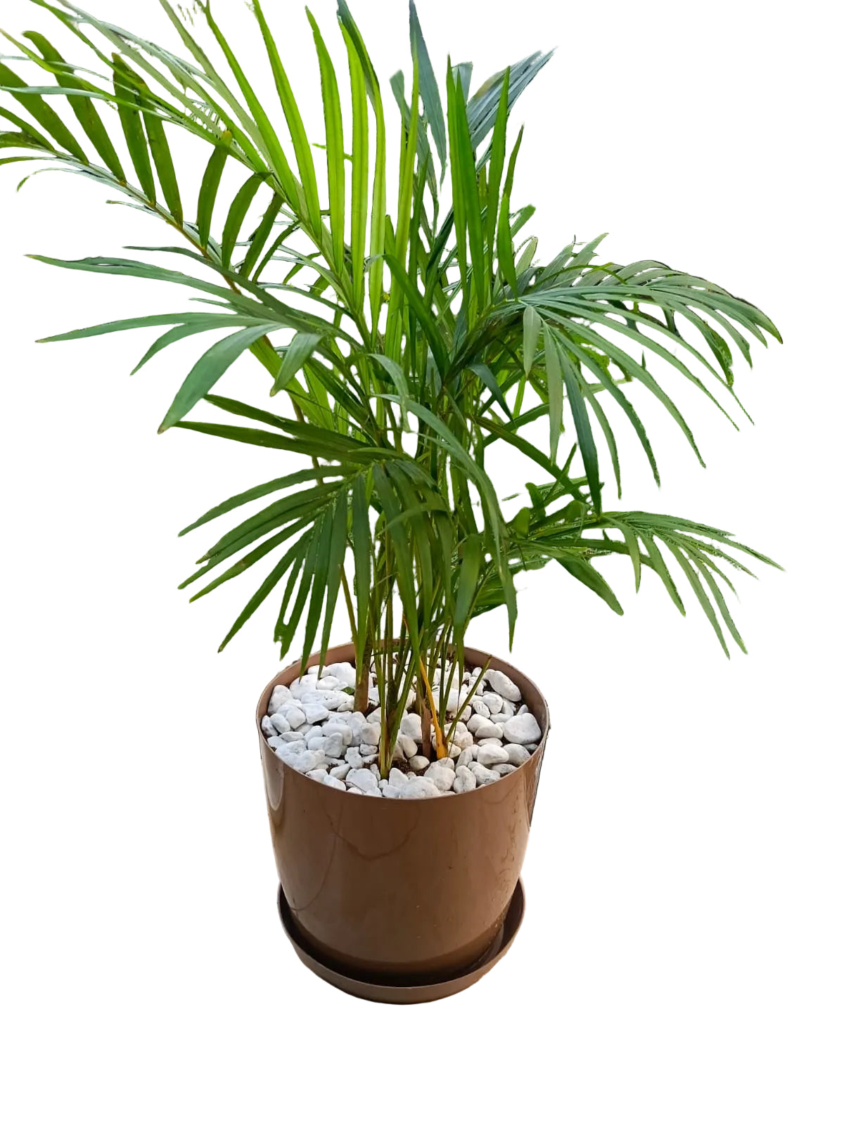 Arica (pot, peat moss, and gravel)