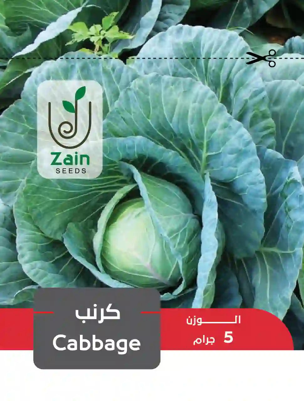 بذور كرنب