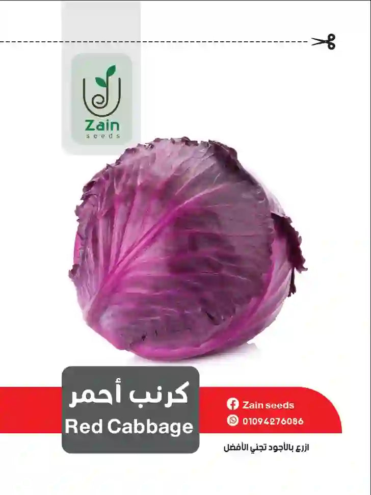 بذور كرنب أحمر