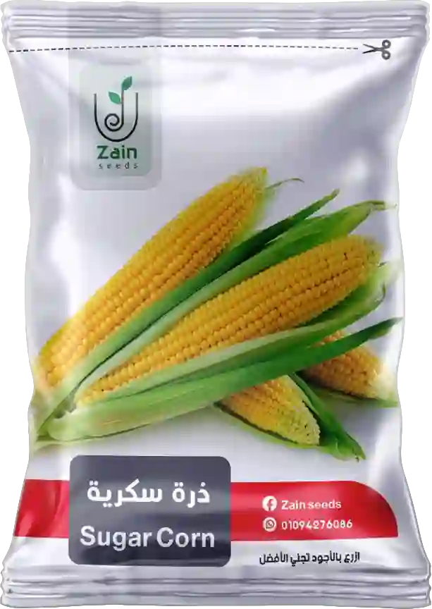 بذور ذرة سكرية