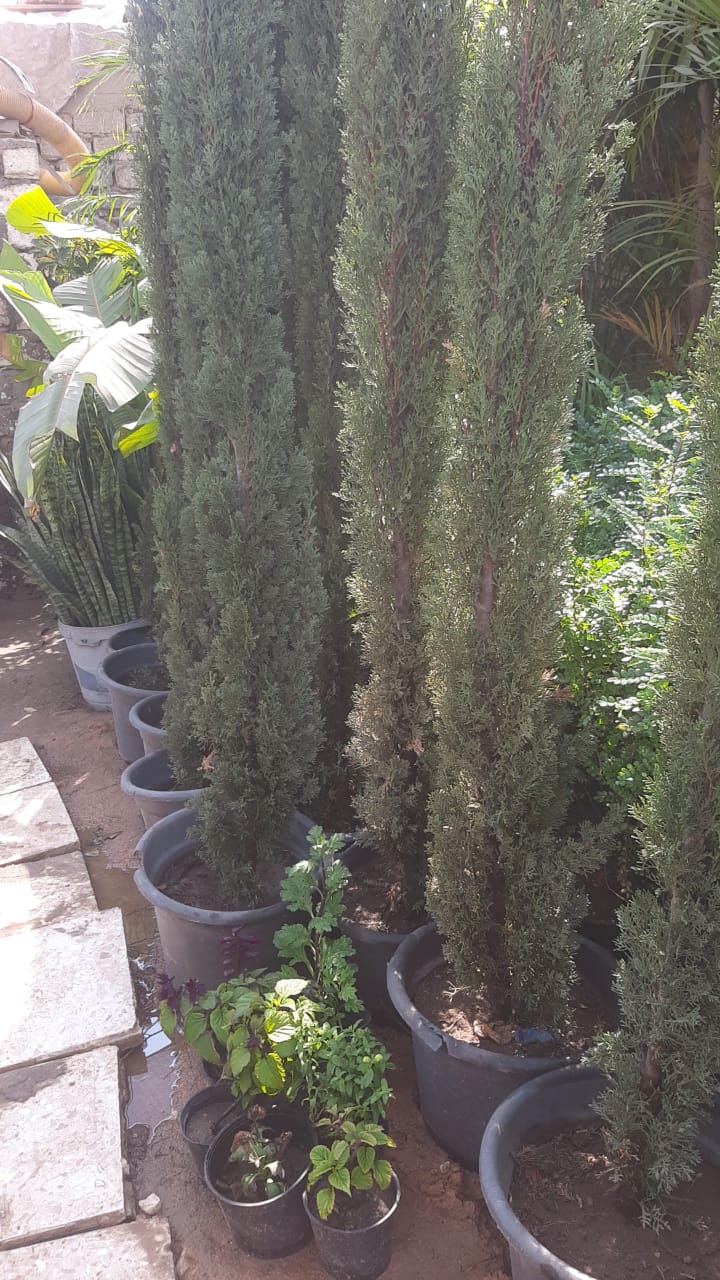 شجرة  سرو إيطالي