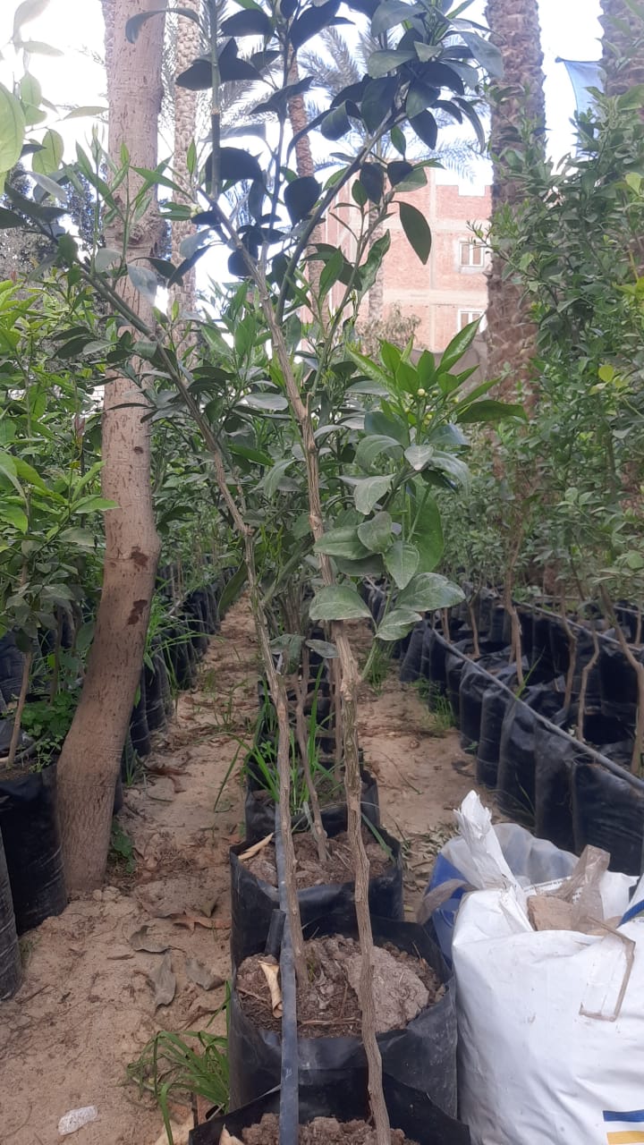 شتلة برتقال بسره