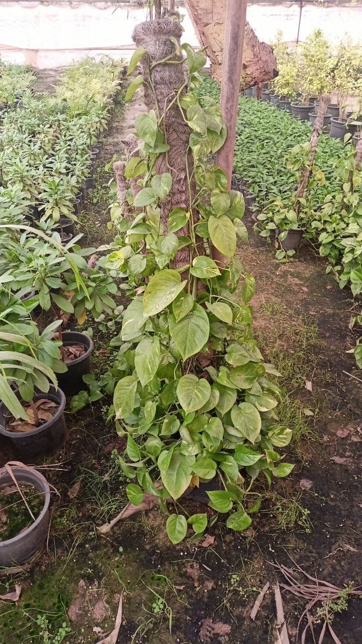 البوتس