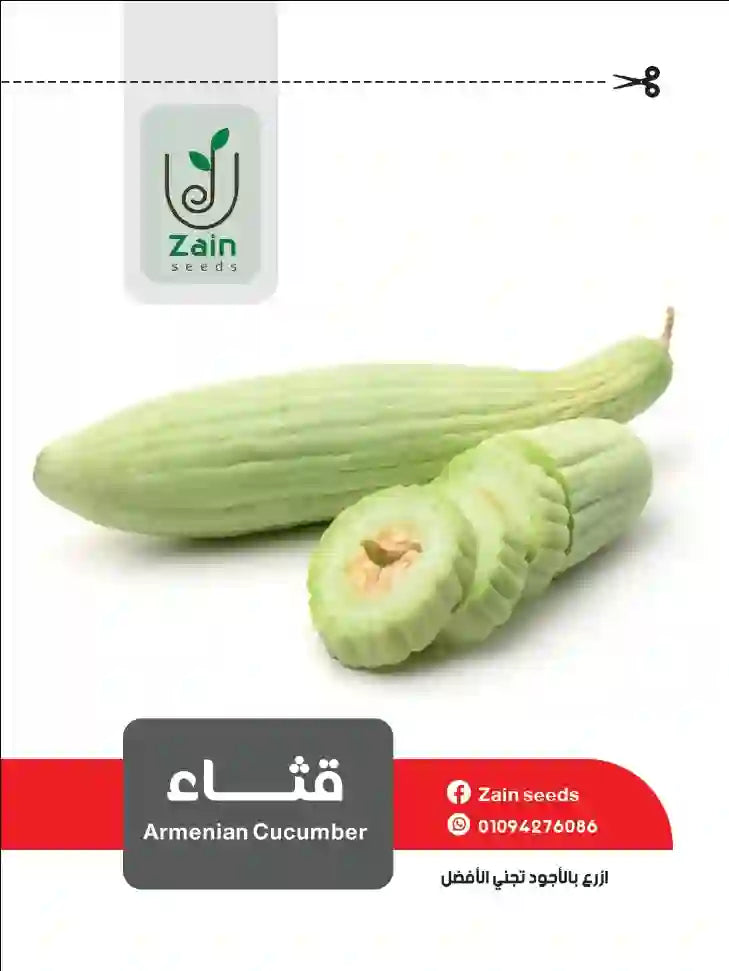 بذور قثاء